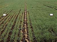 Arable Crops